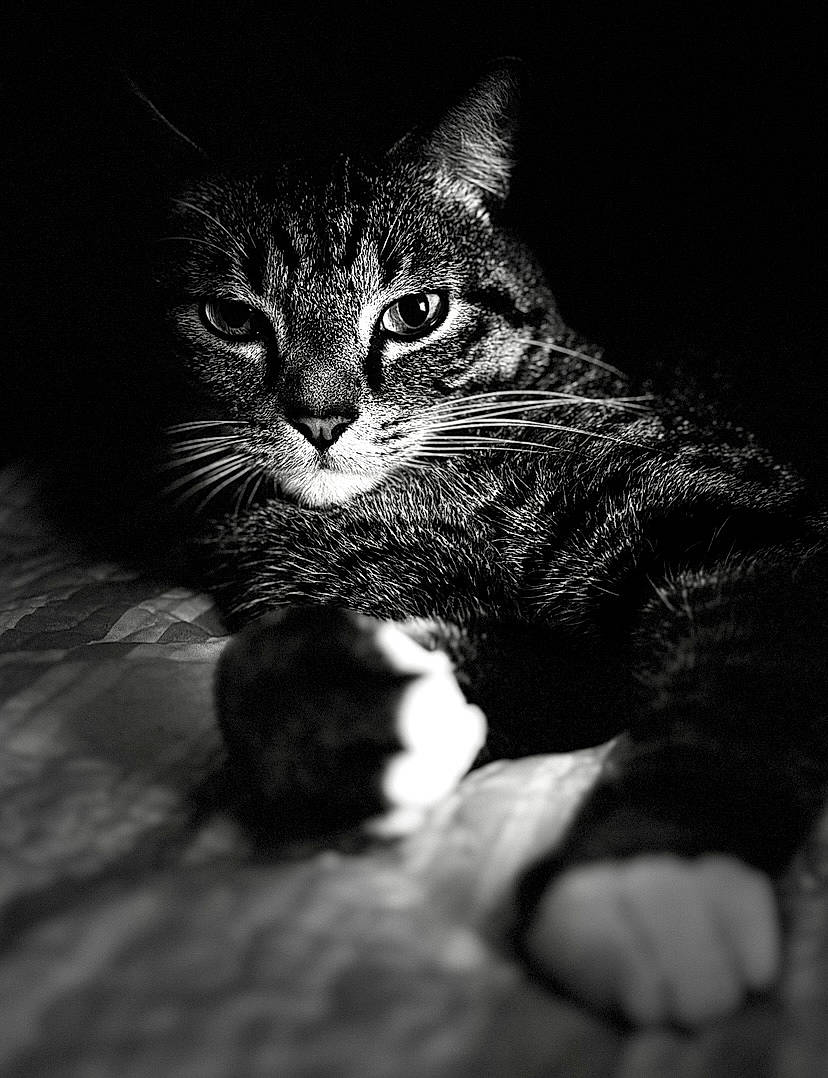Dunkin joined the competition — help win amazing prizes! black_and_white, carnivore, cat, claw, darkness, domestic_short_haired_cat, felidae, fur, grey, monochrome, monochrome_photography, paw, small_to_medium_sized_cats, snout, still_life_photography, style, terrestrial_animal, whiskers, wildlife, wood