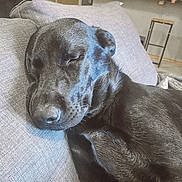 Joy a rejoint le concours — aidez-le/la à gagner de superbes lots ! dog, sleeping, black_dog, couch, gray_couch, indoor, resting, pet, fur, animal, cozy, home, relaxing, head, snout, ears, paw, furniture, domestic_animal, quiet