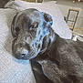 dog, sleeping, black_dog, couch, gray_couch, indoor, resting, pet, fur, animal, cozy, home, relaxing, head, snout, ears, paw, furniture, domestic_animal, quiet