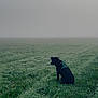 Joy participe au concours pour gagner de l'argent avec cette photo : dog, black_dog, grass, field, fog, outdoor, nature, animal, sitting, harness, greenery, mist, foggy_weather, solitude, landscape, canine, quiet, peaceful, overcast, daytime