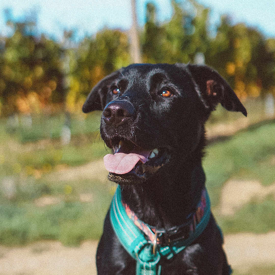 Joy a rejoint le concours — aidez-le/la à gagner de superbes lots ! animal, black_dog, blurred_background, canine, closeup, collar, daylight, dog, ears, face, fur, grass, happy, harness, nature, outdoor, pet, sitting, sunny, tongue_out