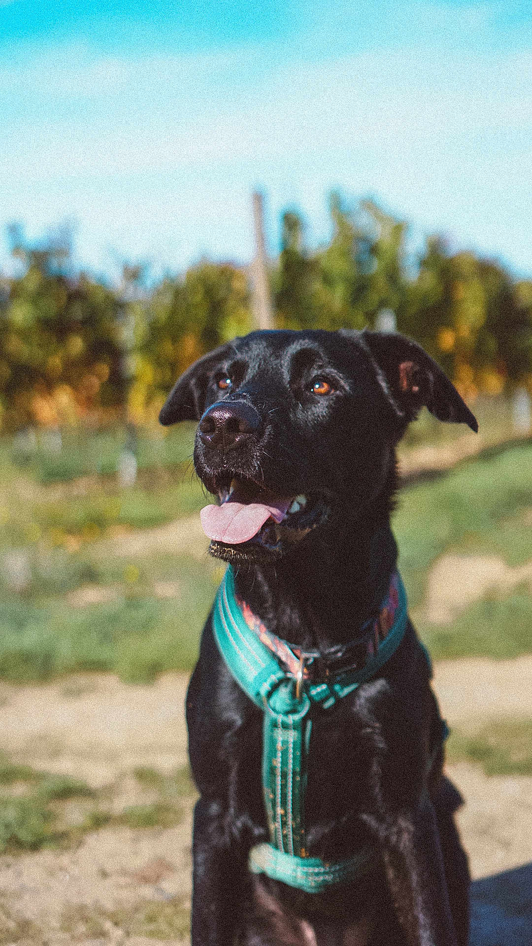 Joy a rejoint le concours — aidez-le/la à gagner de superbes lots ! dog, black_dog, canine, pet, outdoor, sunny, harness, tongue_out, sitting, grass, nature, blurred_background, daylight, animal, happy, ears, face, fur, collar, closeup