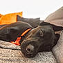 Joy a rejoint le concours — aidez-le/la à gagner de superbes lots ! dog, black_dog, pet, collar, orange_collar, couch, sofa, indoor, relaxed, lying_down, face, closeup, cozy, home, furniture, animal, portrait, resting, canine, comfortable
