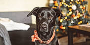 Joy a rejoint le concours — aidez-le/la à gagner de superbes lots ! dog, black_dog, indoor, christmas_tree, holiday, festive, scarf, pet, animal, portrait, decorations, bokeh, table, couch, warm_lighting, background, living_room, cute, domestic_animal, seasonal
