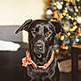 dog, black_dog, indoor, christmas_tree, holiday, festive, scarf, pet, animal, portrait, decorations, bokeh, table, couch, warm_lighting, background, living_room, cute, domestic_animal, seasonal