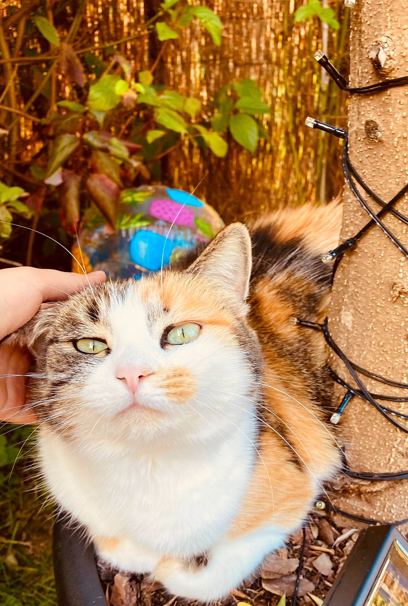 Zoe participe au concours pour gagner de l'argent avec cette photo : carnivore, cat, domestic_short_haired_cat, eye, fawn, felidae, fur, grass, happy, people_in_nature, plant, sitting, small_to_medium_sized_cats, snout, tail, tree, trunk, twig, whiskers, wood