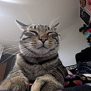 Paulie is registered to the contest to win money with this photo: animal, bed, blanket, cat, close_up, cozy, cute, domestic_cat, fur, furniture, indoor, paws, pet, poster, relaxed, sleepy, stuffed_animals, tabby_cat, wall, whiskers