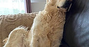 Upsa participe au concours pour gagner de l'argent avec cette photo : dog, golden_retriever, pet, canine, fluffy, long_hair, cream_coat, sitting, couch, sofa, indoor, living_room, window, sunlight, cushion, relaxed, portrait, animal, adorable, funny_expression
