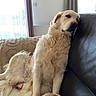 dog, golden_retriever, pet, canine, fluffy, long_hair, cream_coat, sitting, couch, sofa, indoor, living_room, window, sunlight, cushion, relaxed, portrait, animal, adorable, funny_expression