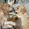 dogs, golden_retrievers, puppies, pet, animals, cuddling, sleeping, bed, bedroom, blanket, pillows, stuffed_toy, plush_toy, fluffy, golden_fur, nose_to_nose, cozy, indoors, cute, companionship