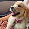 Upsa a rejoint le concours — aidez-le/la à gagner de superbes lots ! puppy, dog, golden_retriever, pet, car, vehicle, indoor, sitting, panting, tongue, floppy_ears, fur, cream_coat, pink_leash, collar, human_hand, travel, happy, cute, outdoor_background