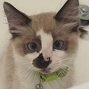 Coco is registered to the contest to win money with this photo: kitten, cat, blue_eyes, close_up, pet, fur, whiskers, collar, bell, curious, animal, domestic_cat, face, ears, cute, indoor, young, feline, portrait, looking
