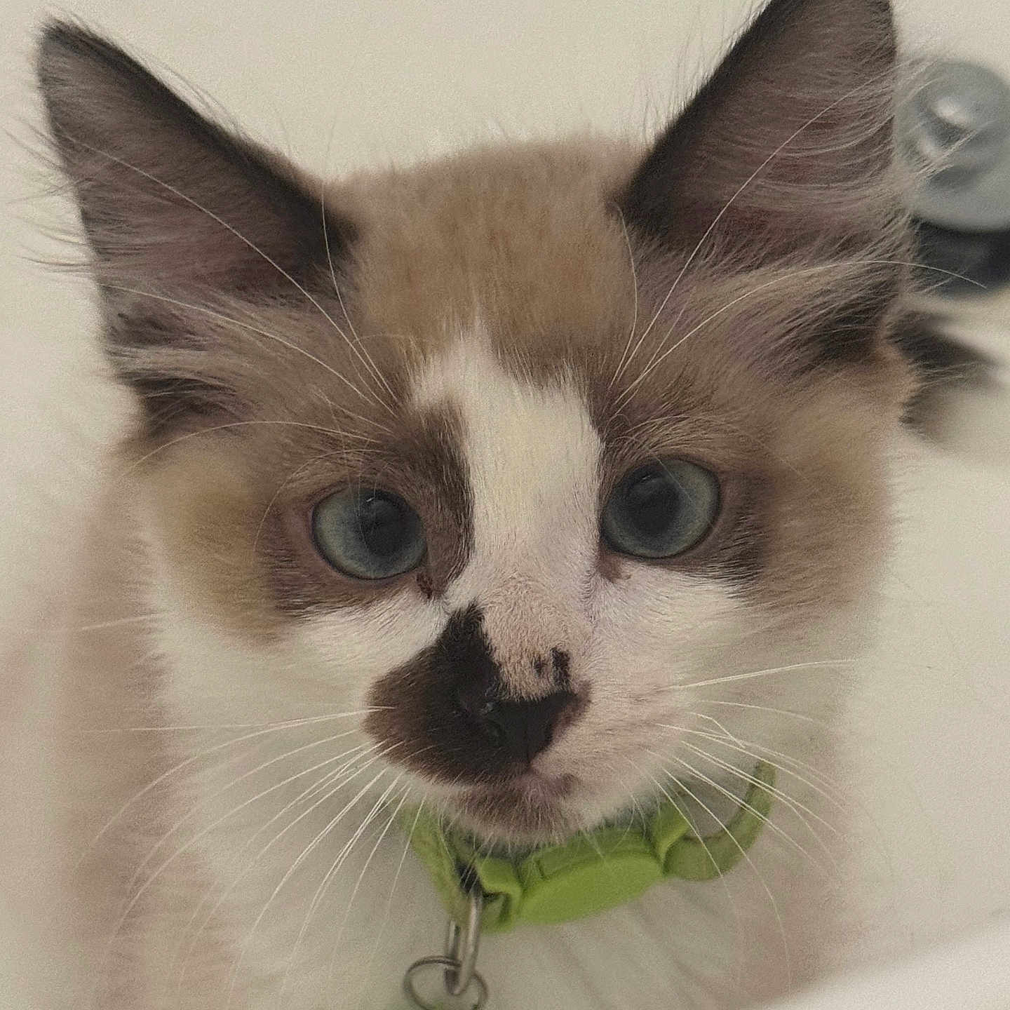 Coco
