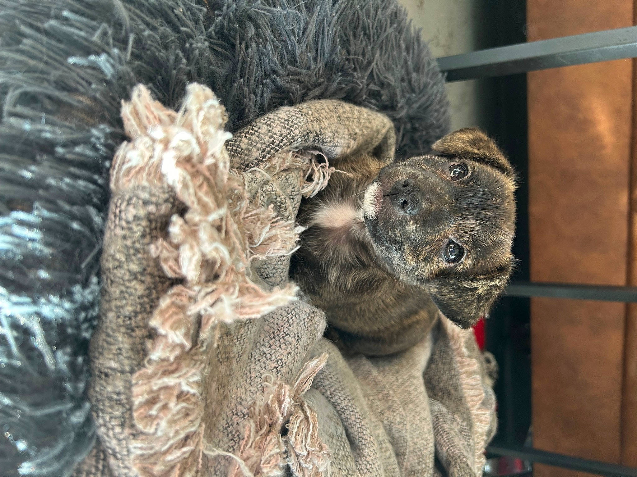 Vicky participe au concours pour gagner de l'argent avec cette photo : animal_product, art, embellishment, fashion_design, fur, fur_clothing, grey, natural_material, pattern, sculpture, snout, terrestrial_animal, thread, visual_arts, wildlife, wool, woolen