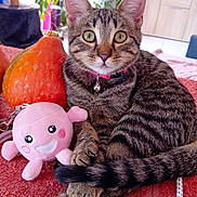 Biscotte participe au concours pour gagner de l'argent avec cette photo : animal, bell, cat, collar, cozy, cute, green_eyes, houseplant, indoors, living_room, pet, photography, pink_blanket, plush_toy, portrait, pumpkin, sitting, striped_fur, tabby_cat, television