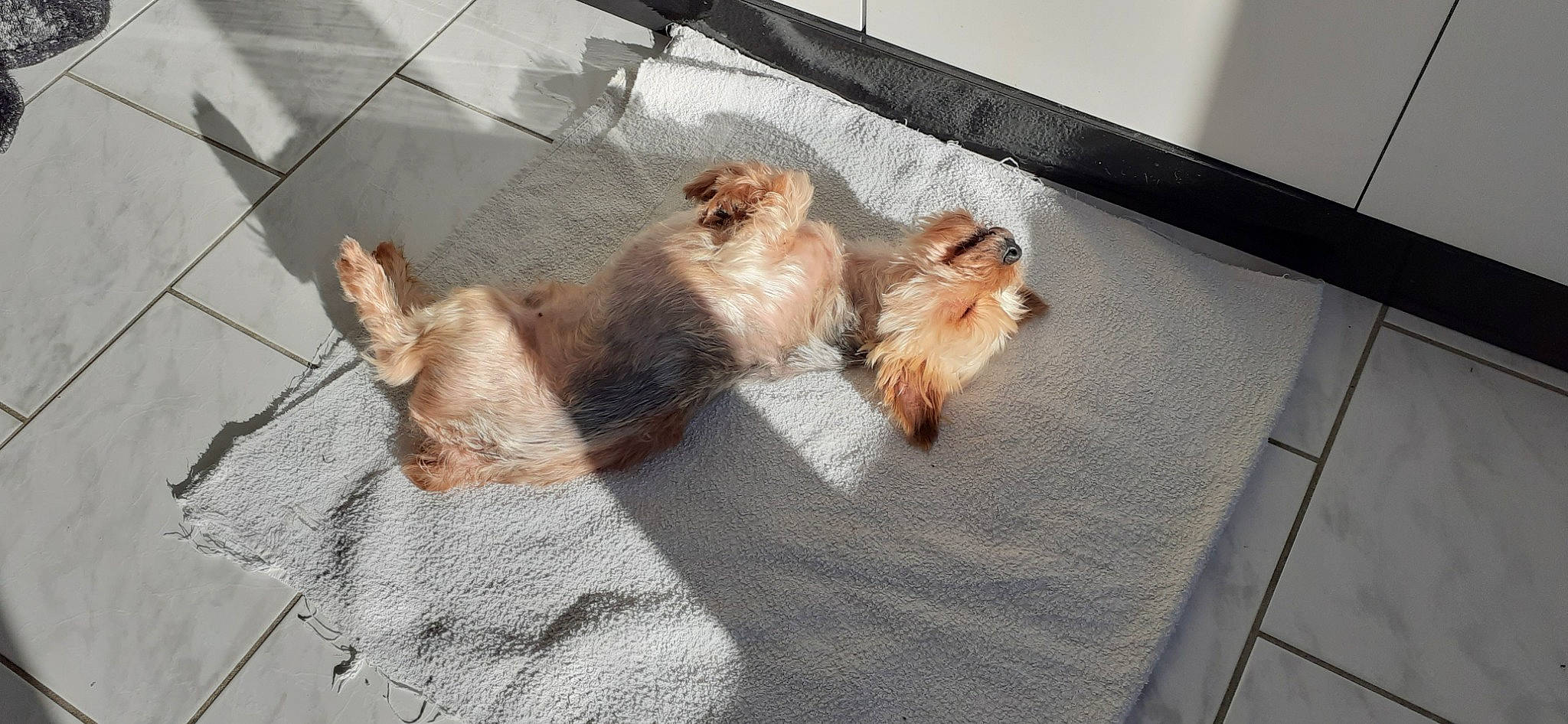 Cachou a rejoint le concours — aidez-le/la à gagner de superbes lots ! canidae, carnivore, cat, companion_dog, dog, dog_breed, fawn, lhasa_apso, mammal, morkie, non_sporting_group, norfolk_terrier, norwich_terrier, pomeranian, puppy, shih_tzu, spitz, tail, toy_dog, yorkshire_terrier