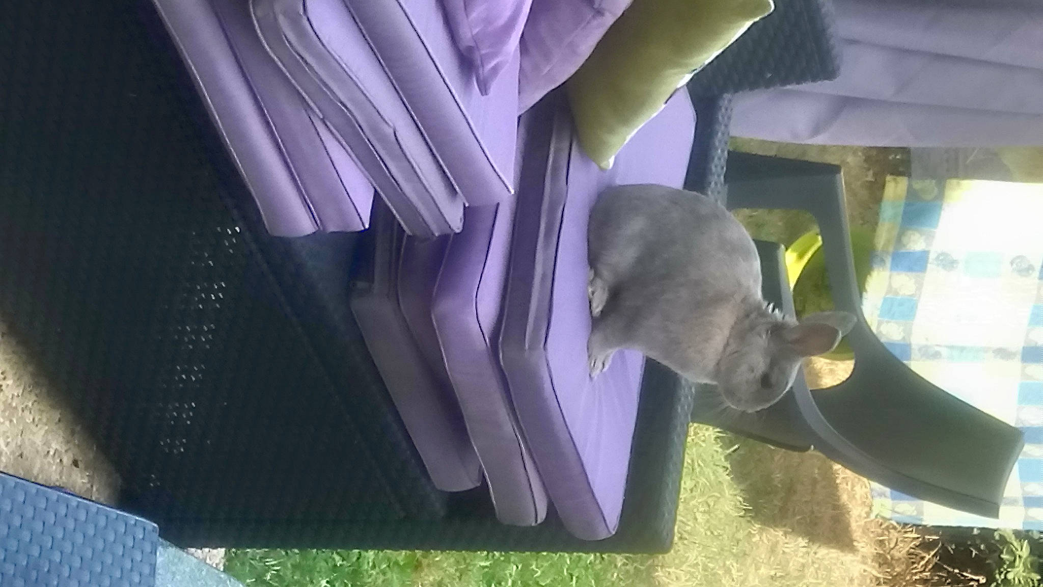 Chico participe au concours pour gagner de l'argent avec cette photo : plant, purple