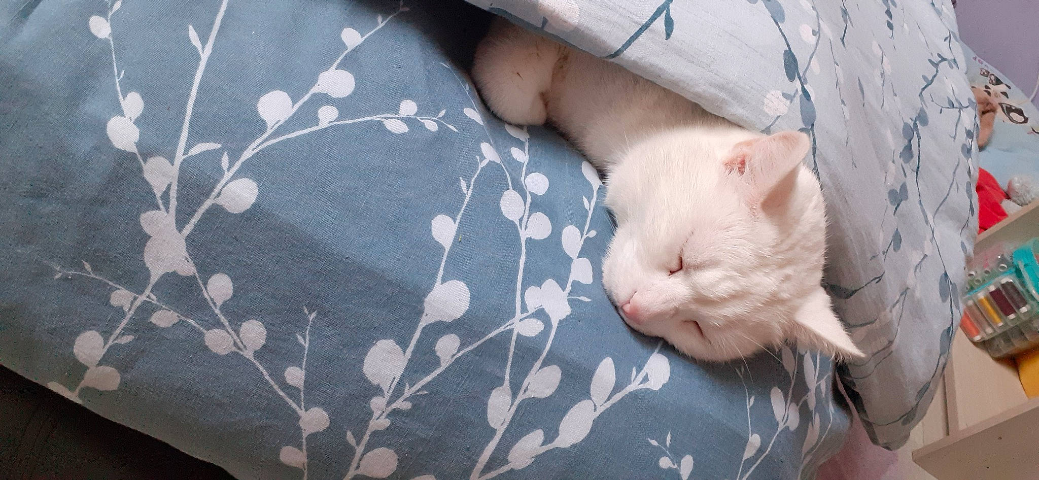 Léo a rejoint le concours — aidez-le/la à gagner de superbes lots ! carnivore, cat, fawn, felidae, fur, khao_manee, kitten, nap, nose, skin, small_to_medium_sized_cats, snout, tail, textile, turkish_angora, turkish_van, whiskers