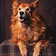 Keps participe au concours pour gagner de l'argent avec cette photo : dog, fluffy, golden_brown, pet, portrait, indoor, plaid, cushion, fur, animal, canine, ears, snout, paws, wooden_background, happy, relaxed, muzzle, fur_texture, looking_away