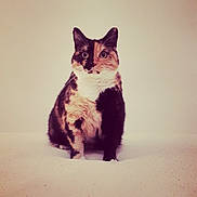 Pixie participe au concours pour gagner de l'argent avec cette photo : cat, cat_like_mammal, domestic_short_haired_cat, fur, kitten, paw, small_to_medium_sized_cats, snout, whiskers