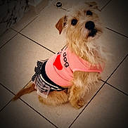 Roxy participe au concours pour gagner de l'argent avec cette photo : dog, pet, animal, cute, pink_clothing, outfit, heart, indoor, tile_floor, small_dog, fur, sitting, looking_up, curious, vignette, brown_fur, adorable, companion, domestic_animal, playful