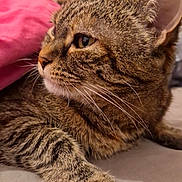 Clochette participe au concours pour gagner de l'argent avec cette photo : cat, tabby, pet, whiskers, paw, fur, ear, nose, close_up, portrait, indoor, bedding, cozy, relaxed, sleepy, feline, animal, bedroom, domestic, muzzle