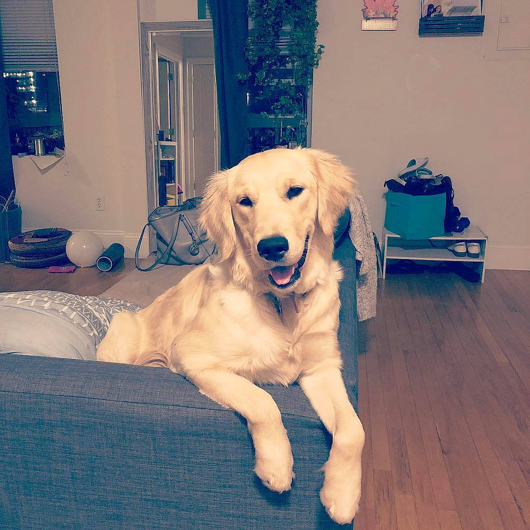 Penelope is registered to the contest to win money with this photo: carnivore, companion_dog, couch, dog, dog_breed, floor, flooring, fur, hardwood, home, interior_design, laminate_flooring, living_room, picture_frame, retriever, sporting_group, wood, wood_flooring, wood_stain