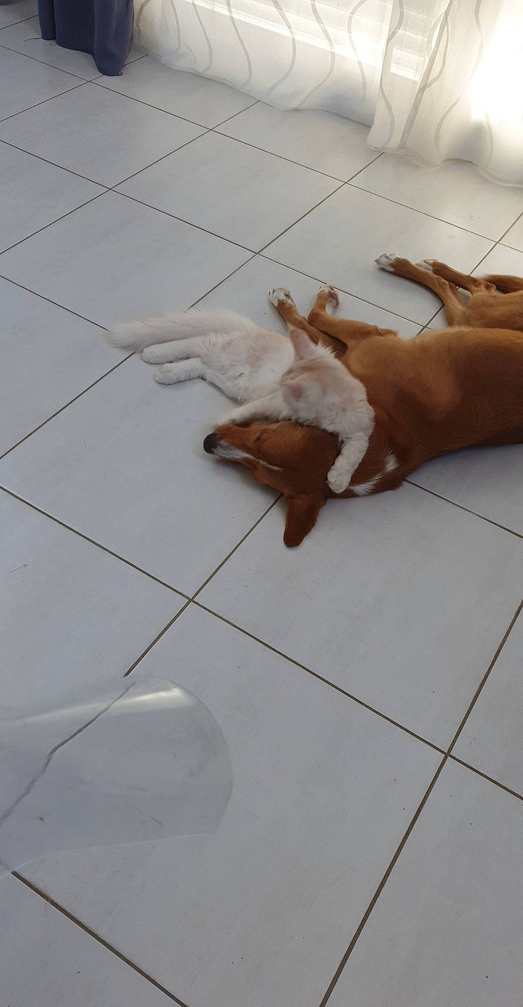 Pacha a rejoint le concours — aidez-le/la à gagner de superbes lots ! canidae, dog_breed, fawn, floor, flooring, hardwood, leg, sporting_group, tile