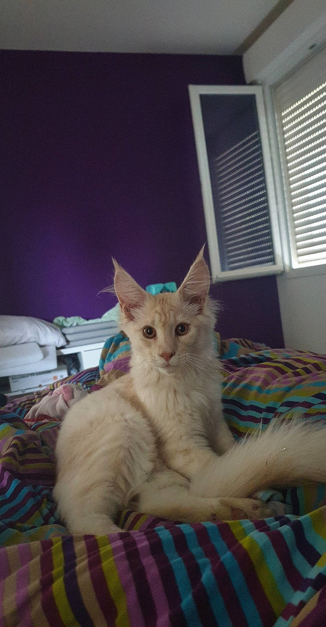 Pacha participe au concours pour gagner de l'argent avec cette photo : asian, burmilla, carnivore, cat, colorpoint_shorthair, fawn, felidae, kitten, maine_coon, mammal, ojos_azules, small_to_medium_sized_cats, turkish_angora, turkish_van, vertebrate, whiskers