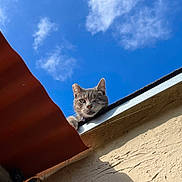 Staussy Bleu is registered to the contest to win money with this photo: cat, gray_cat, one_eyed, rooftop, sky, clouds, outdoor, pet, animal, curious, sunlight, building, wall, texture, daytime, nature, looking, feline, ears, whiskers