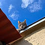 cat, gray_cat, one_eyed, rooftop, sky, clouds, outdoor, pet, animal, curious, sunlight, building, wall, texture, daytime, nature, looking, feline, ears, whiskers