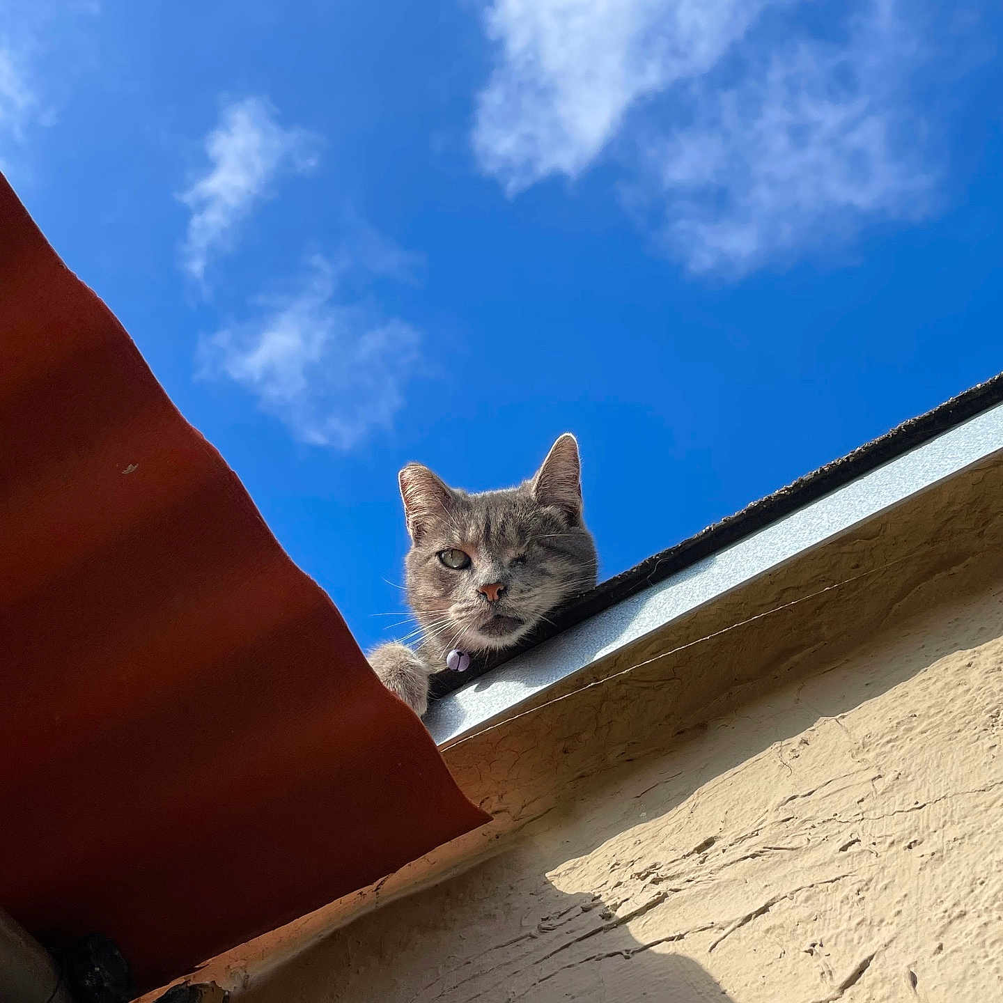Staussy Bleu is registered to the contest to win money with this photo: animal, building, cat, clouds, curious, daytime, ears, feline, gray_cat, looking, nature, one_eyed, outdoor, pet, rooftop, sky, sunlight, texture, wall, whiskers
