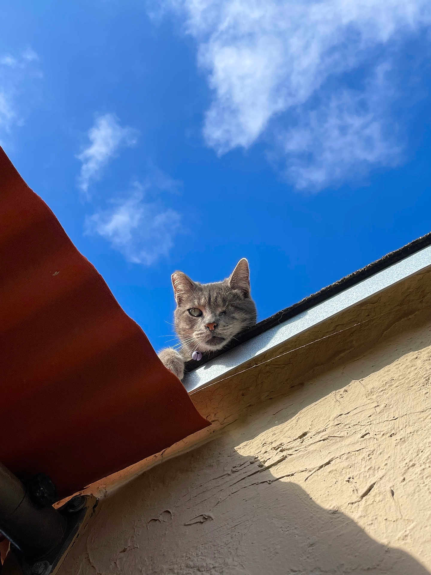 Staussy Bleu is registered to the contest to win money with this photo: cat, gray_cat, one_eyed, rooftop, sky, clouds, outdoor, pet, animal, curious, sunlight, building, wall, texture, daytime, nature, looking, feline, ears, whiskers