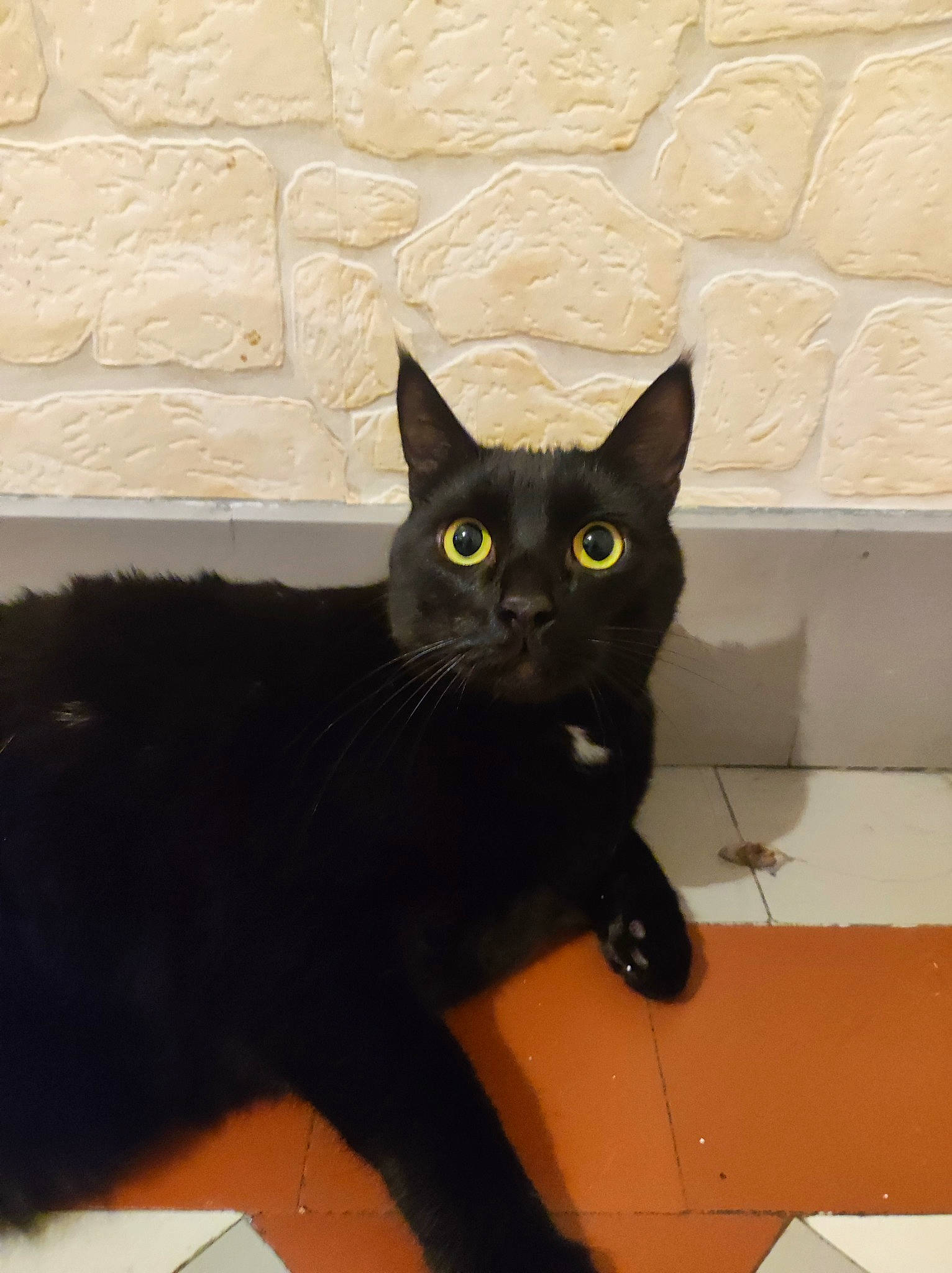 Kenny a rejoint le concours — aidez-le/la à gagner de superbes lots ! black_cat, bombay, carnivore, cat, chair, comfort, domestic_short_haired_cat, felidae, fur, grey, havana_brown, paw, room, sitting, small_to_medium_sized_cats, snout, tail, terrestrial_animal, whiskers