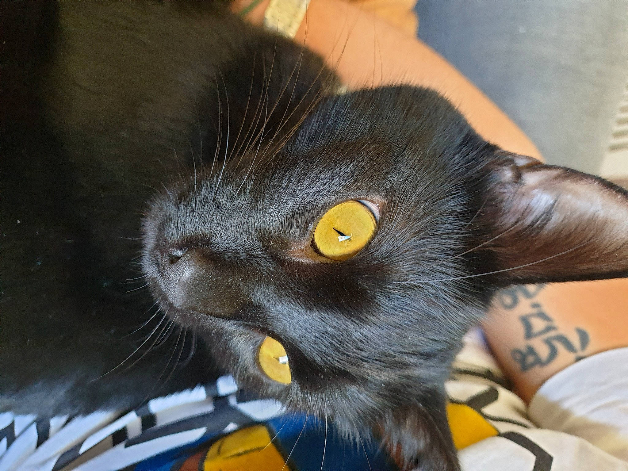 Kenny a rejoint le concours — aidez-le/la à gagner de superbes lots ! black_cat, bombay, canidae, carnivore, cat, claw, comfort, domestic_short_haired_cat, ear, felidae, fur, gadget, gesture, leg, paw, plant, small_to_medium_sized_cats, snout, tail, whiskers