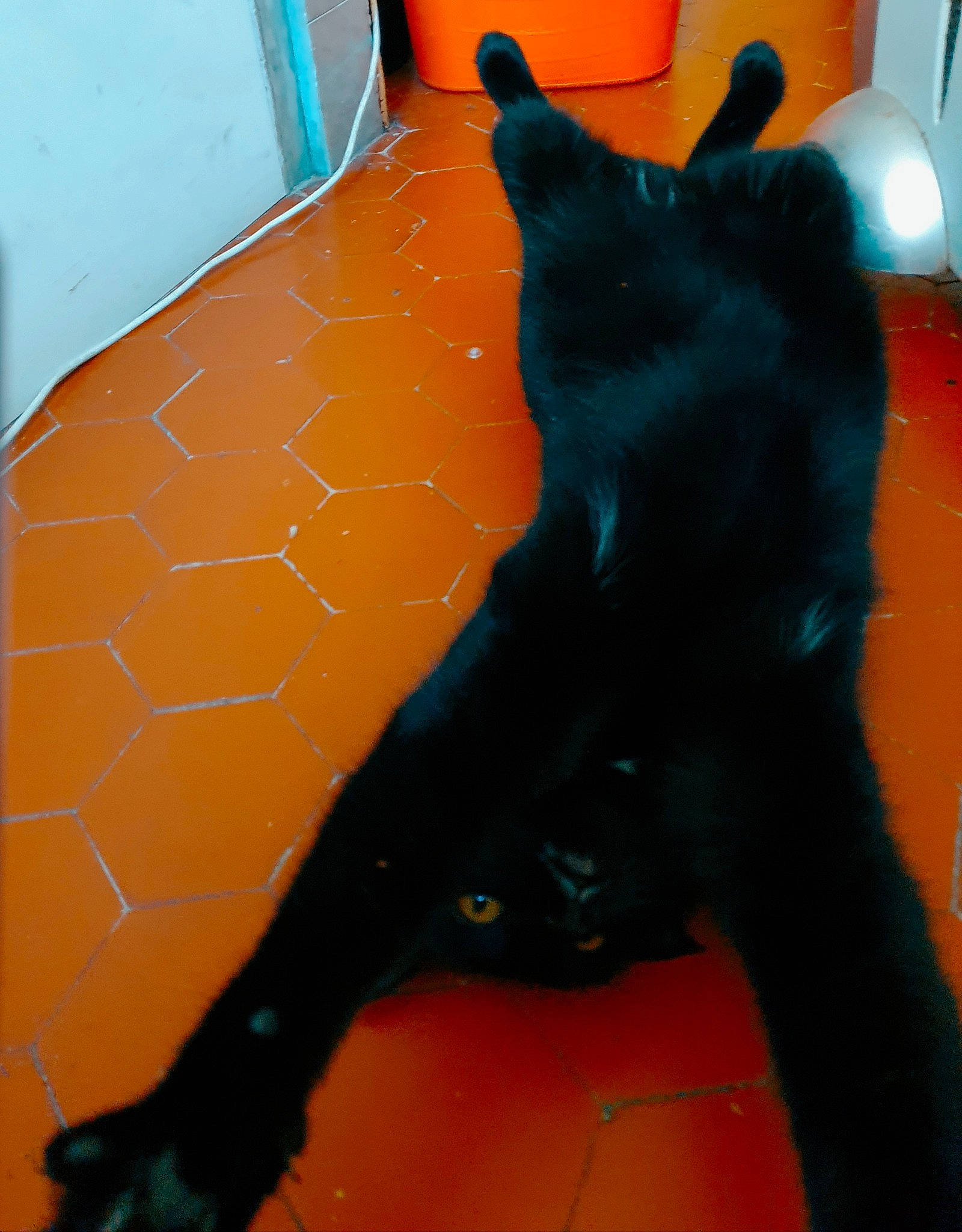 Kenny participe au concours pour gagner de l'argent avec cette photo : black_cat, bombay, carnivore, cat, comfort, dog_breed, domestic_short_haired_cat, felidae, fender, flooring, fur, gesture, human_body, orange, small_to_medium_sized_cats, tail, terrestrial_animal, tints_and_shades, whiskers, window