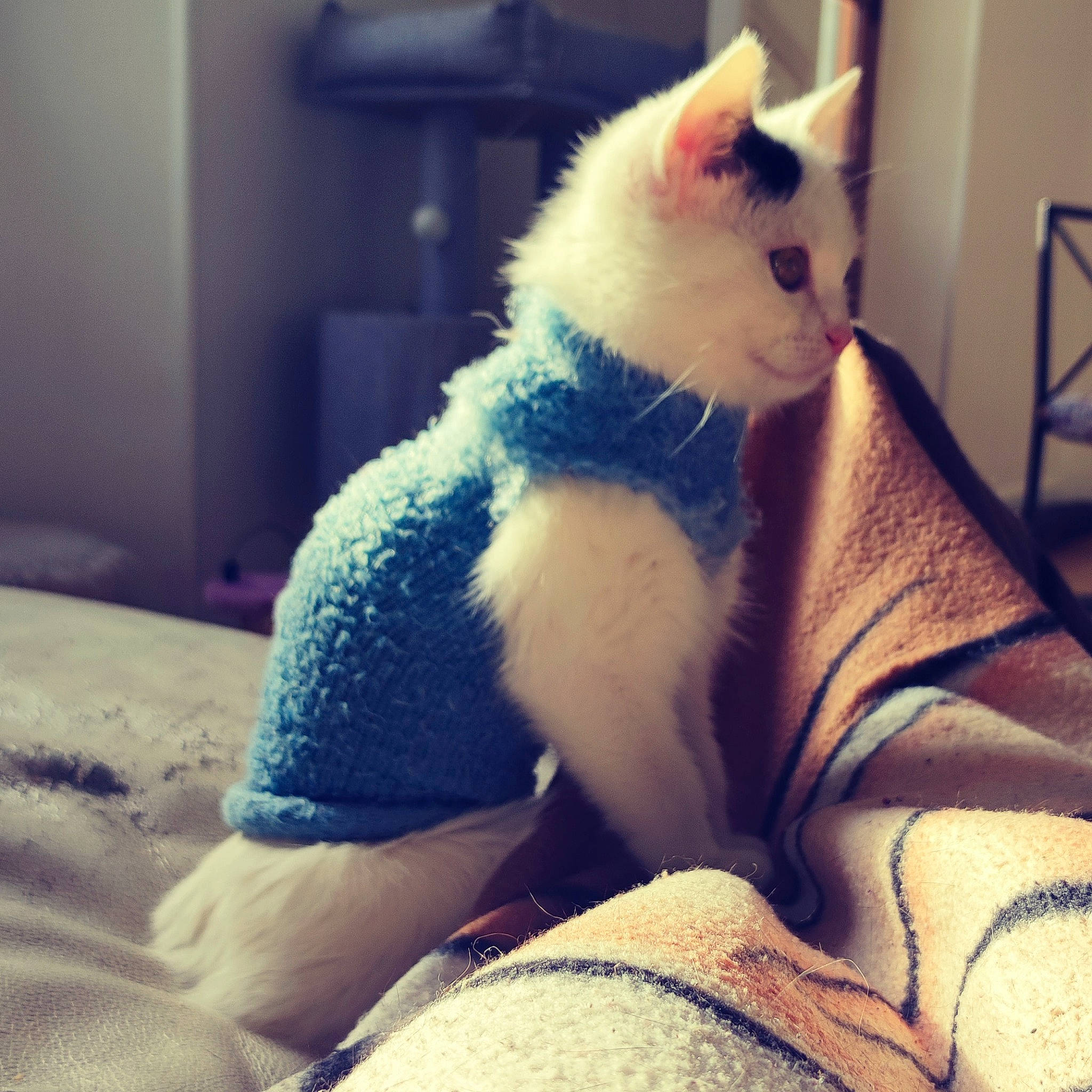 Sushi a rejoint le concours — aidez-le/la à gagner de superbes lots ! carnivore, cat, chair, cloud, comfort, companion_dog, couch, fawn, felidae, fur, happy, human_leg, lap, paw, small_to_medium_sized_cats, snout, tail, textile, thigh, whiskers