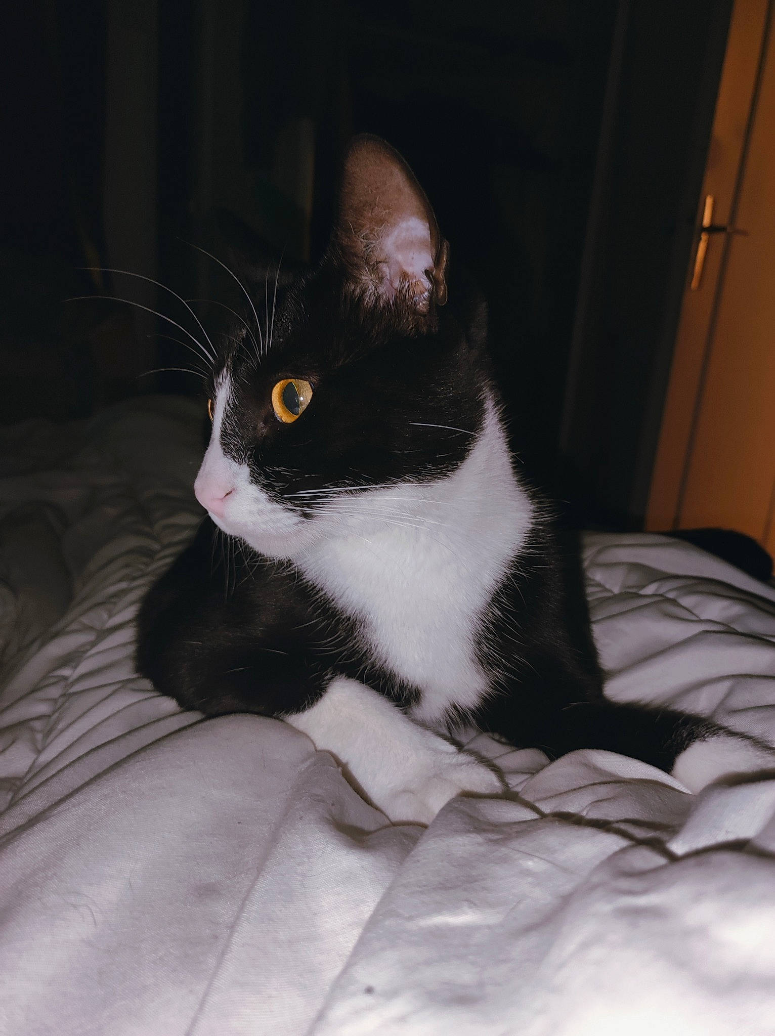 Soy a rejoint le concours — aidez-le/la à gagner de superbes lots ! carnivore, cat, comfort, domestic_short_haired_cat, eye, felidae, formal_wear, fur, grey, linens, monochrome_photography, sitting, small_to_medium_sized_cats, snout, tail, whiskers