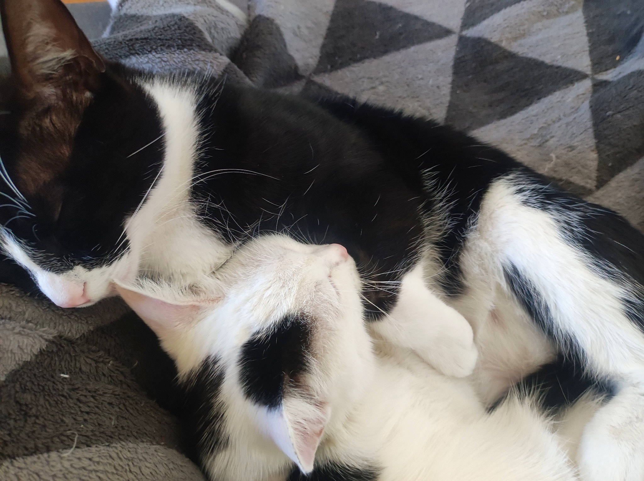 Soy participe au concours pour gagner de l'argent avec cette photo : carnivore, cat, claw, comfort, domestic_short_haired_cat, felidae, foot, fur, human_leg, mammal, nap, paw, sleep, small_to_medium_sized_cats, tail, terrestrial_animal, whiskers