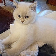Charle participe au concours pour gagner de l'argent avec cette photo : abyssinian, angora, animal, architecture, armchair, blanket, building, cat, chair, couch, cushion, furniture, hardwood, homedecor, kitten, linen, manx, pet, siamese, wood