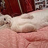 Charle a rejoint le concours — aidez-le/la à gagner de superbes lots ! angora, animal, bed, bedroom, blanket, cat, couch, furniture, homedecor, indoors, interiordesign, kitten, linen, manx, person, pet, photoframe, quilt, room, siamese