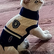 Charles participe au concours pour gagner de l'argent avec cette photo : abyssinian, accessories, angora, animal, cat, clothing, glove, hardwood, hat, hoodie, kitten, knitwear, manx, pet, siamese, strap, sweater, sweatshirt, toy, wood