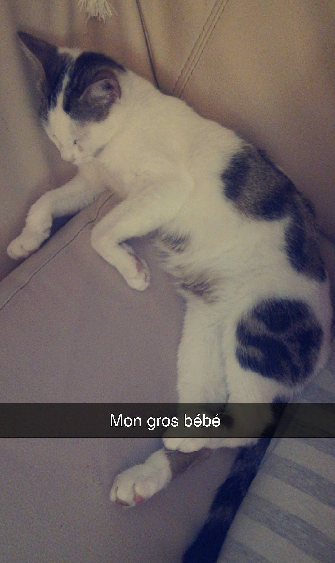 Sassy a rejoint le concours — aidez-le/la à gagner de superbes lots ! canidae, carnivore, cat, cloud, comfort, companion_dog, dog, dog_breed, domestic_short_haired_cat, felidae, fur, paw, pet_supply, photo_caption, small_to_medium_sized_cats, snout, square, tail, whiskers, white