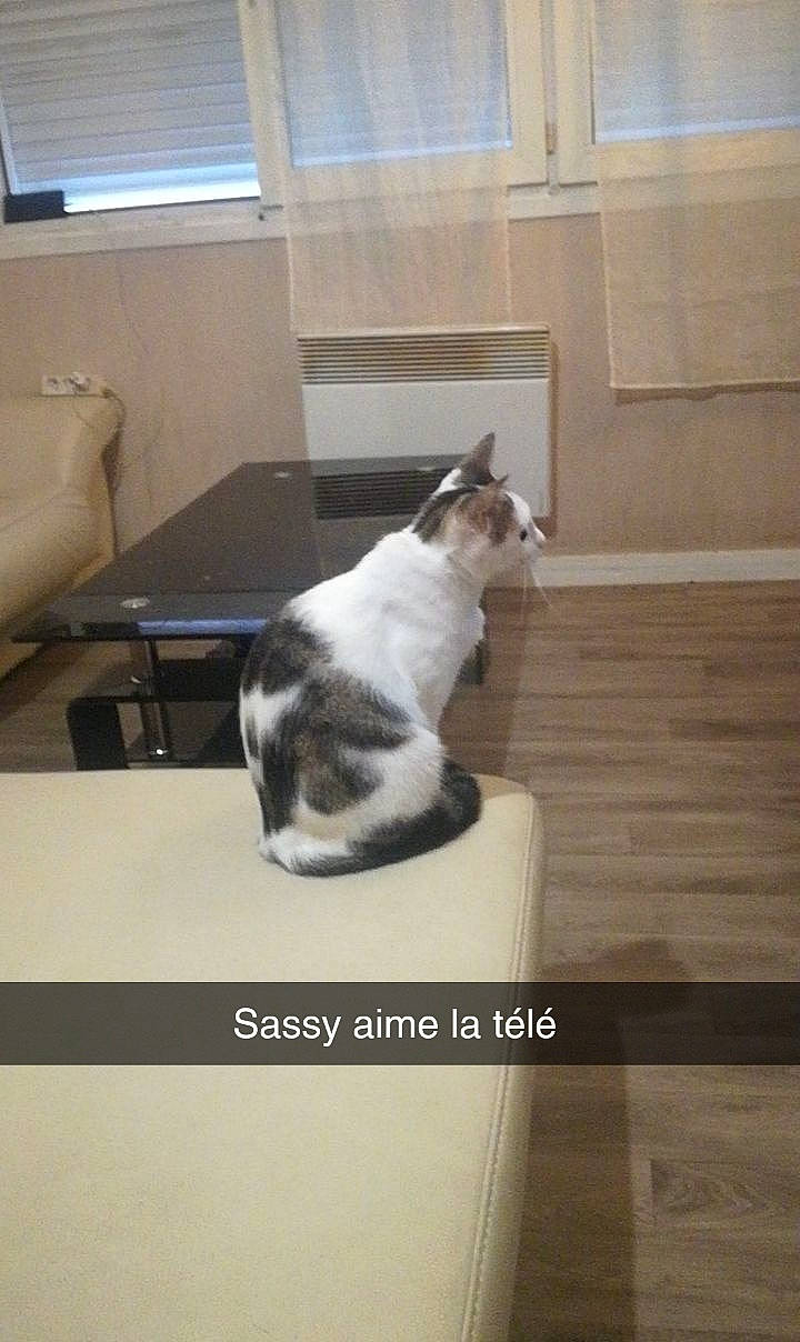 Sassy participe au concours pour gagner de l'argent avec cette photo : carnivore, cat, cat_supply, comfort, companion_dog, couch, domestic_short_haired_cat, felidae, floor, flooring, fur, hardwood, paw, room, small_to_medium_sized_cats, table, tail, whiskers, window, wood