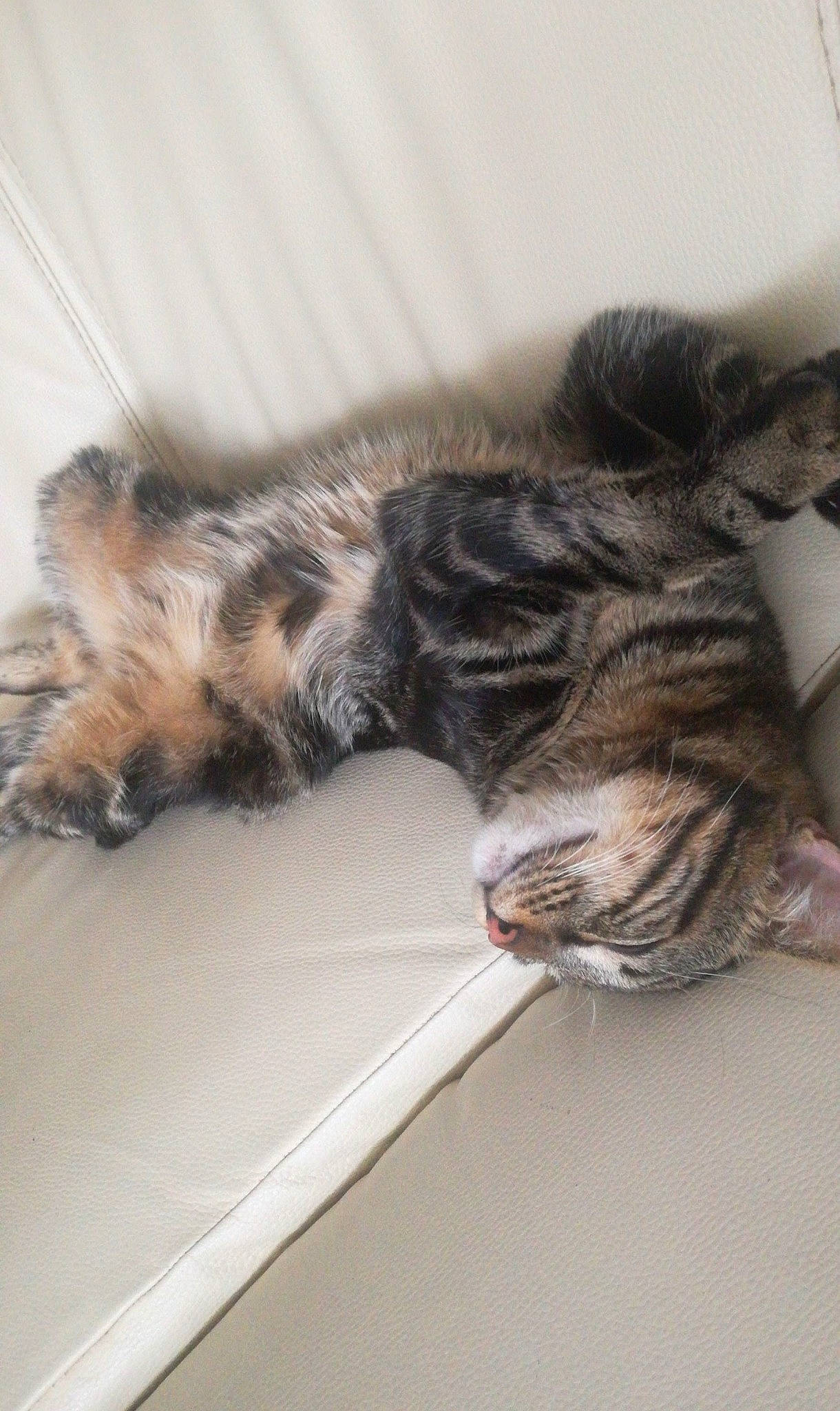 T'Challa participe au concours pour gagner de l'argent avec cette photo : carnivore, cat, claw, comfort, domestic_short_haired_cat, felidae, flooring, fur, nap, paw, sleep, small_to_medium_sized_cats, tail, terrestrial_animal, vertebrate, whiskers