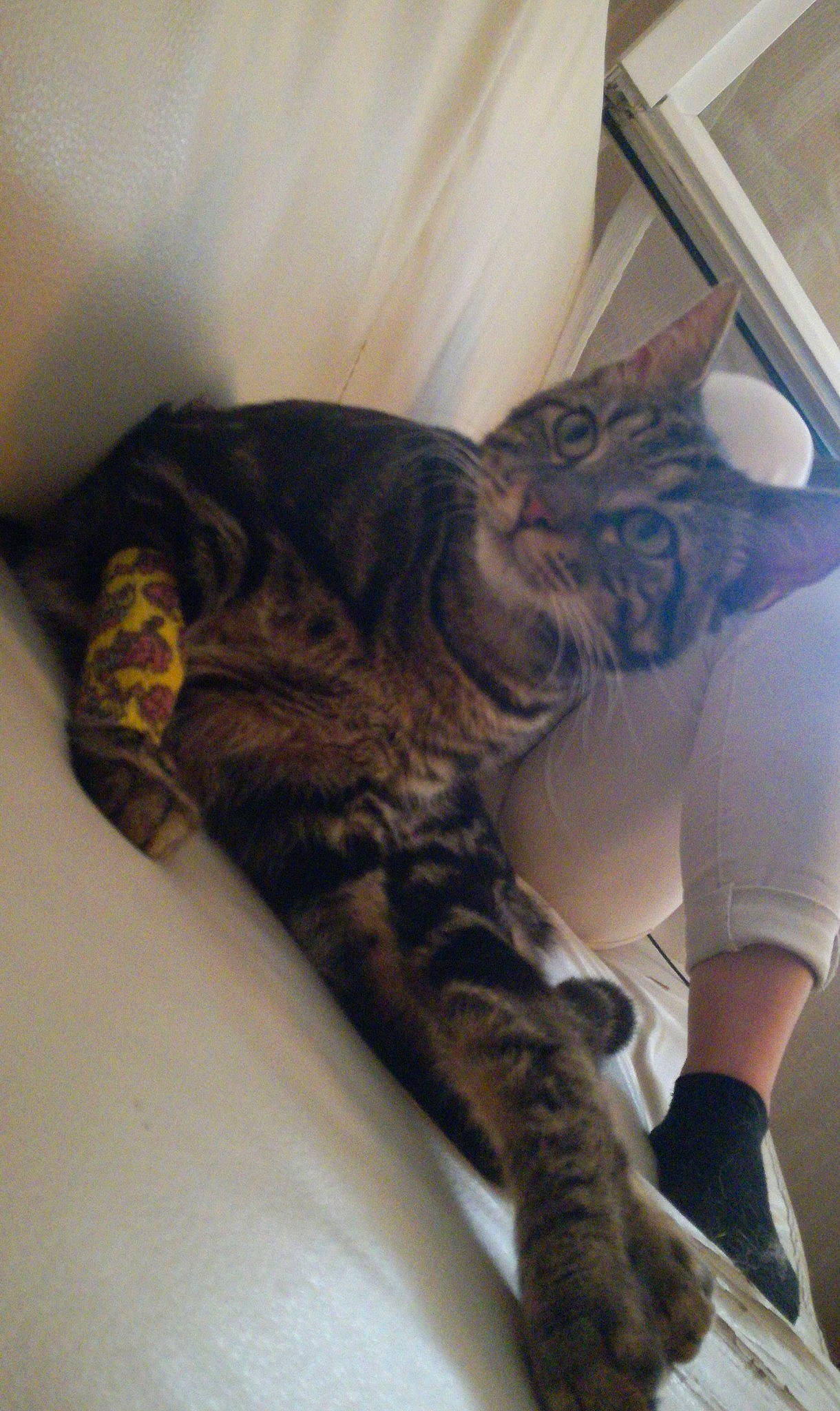 T'Challa participe au concours pour gagner de l'argent avec cette photo : bed, carnivore, cat, claw, comfort, domestic_short_haired_cat, felidae, flooring, fur, human_leg, nap, pattern, paw, small_to_medium_sized_cats, snout, tail, terrestrial_animal, textile, whiskers, wood