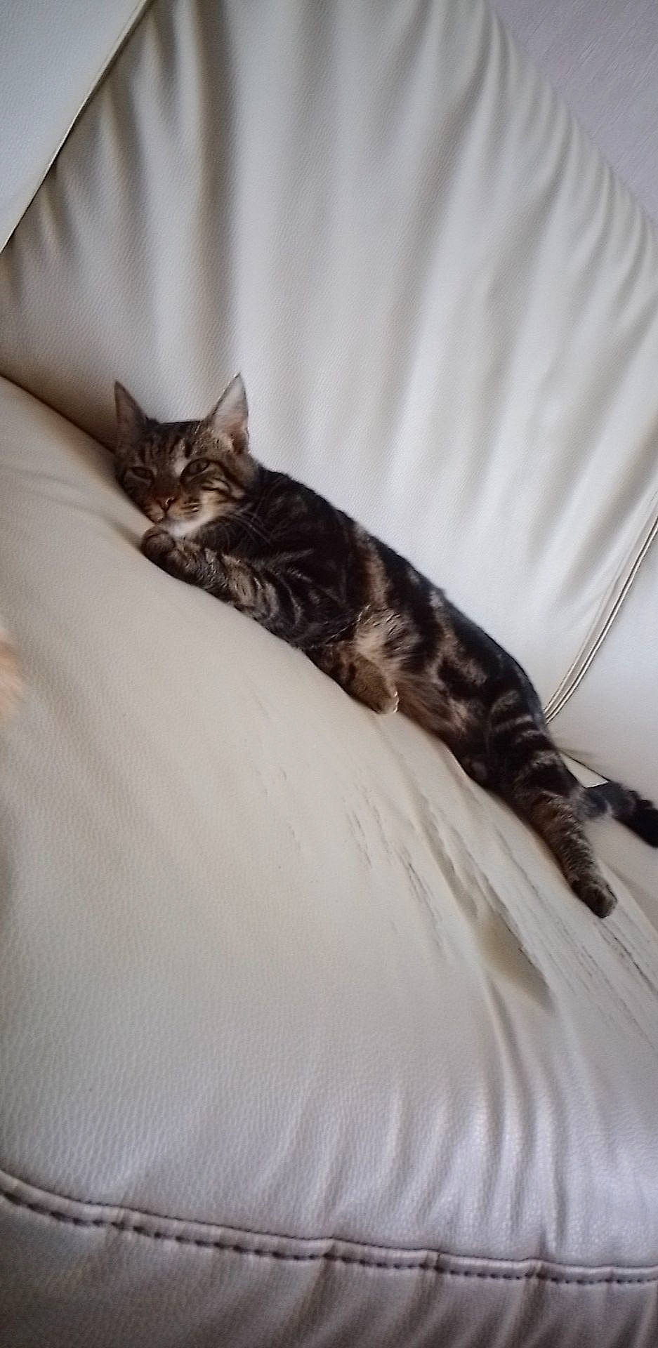 T'Challa a rejoint le concours — aidez-le/la à gagner de superbes lots ! bed, bedding, carnivore, cat, claw, comfort, domestic_short_haired_cat, felidae, flooring, fur, grey, linens, mammal, small_to_medium_sized_cats, snout, tail, terrestrial_animal, tree, vertebrate, whiskers