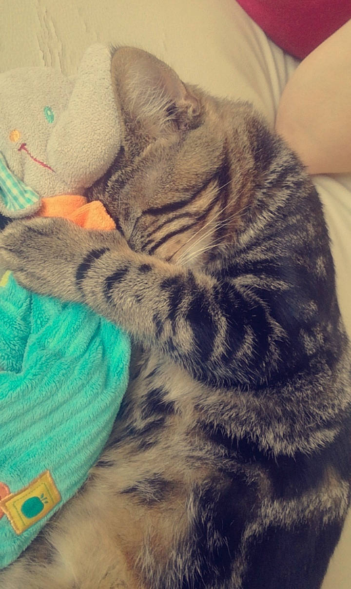 T'Challa a rejoint le concours — aidez-le/la à gagner de superbes lots ! carnivore, cat, comfort, domestic_short_haired_cat, eye, felidae, fur, grey, hair, leg, mammal, nap, pattern, paw, sitting, small_to_medium_sized_cats, snout, tail, vertebrate, whiskers