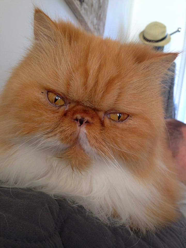 Garfield