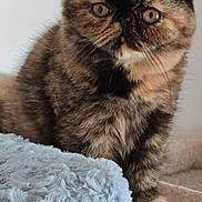 Dior a rejoint le concours — aidez-le/la à gagner de superbes lots ! cat, tortoiseshell, fluffy, pet, animal, feline, fur, whiskers, face, ears, paws, blanket, soft, texture, indoor, table, resting, curious, closeup, domestic